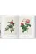 Redout‚. The Book of Flowers. Taschen 40th Edition Series
