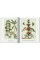 Seba. Cabinet of Natural Curiosities. Taschen 40th Edition Series