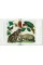 Seba. Cabinet of Natural Curiosities. Taschen 40th Edition Series